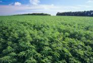 翰宇药业：工业大麻项目进展顺利 将尽快建成投产