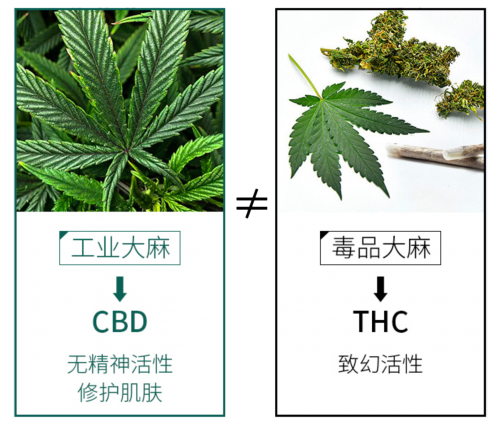 革新大麻护肤定义，魔力肌源探索CBD护肤奥秘