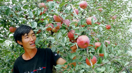 凉山盐源县：苹果产业强势崛起奏响乡村振兴进行曲