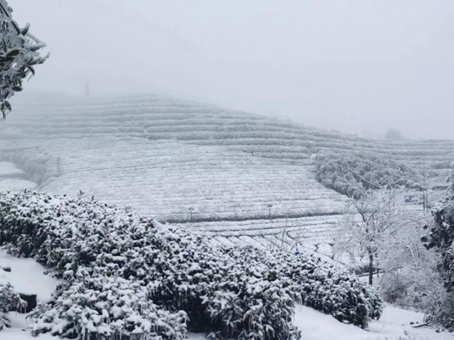 超淡定！湖北暴雪地区农户将获全国首单“寒潮指数保险+衍生品”理赔